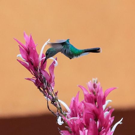 Finca Jardin Del Agua 萨赛马 外观 照片