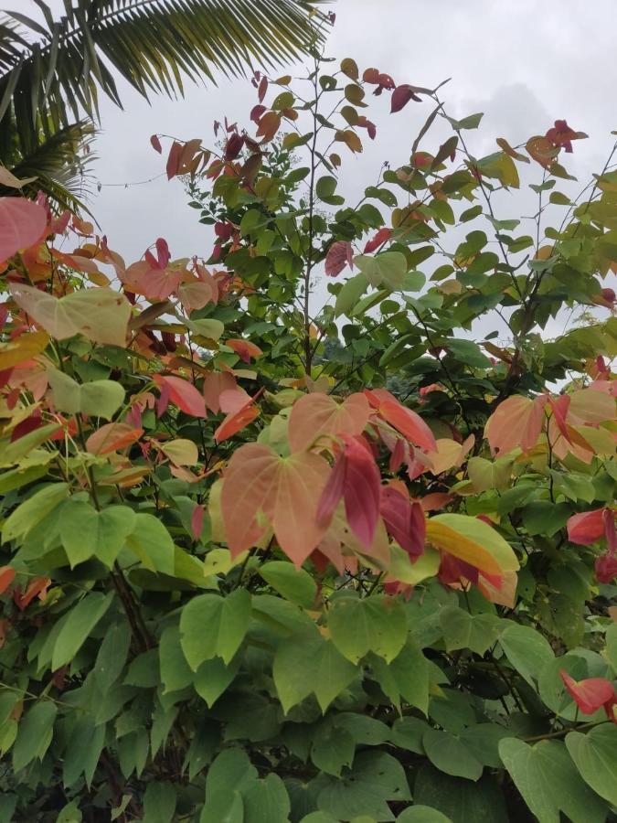 Finca Jardin Del Agua 萨赛马 外观 照片