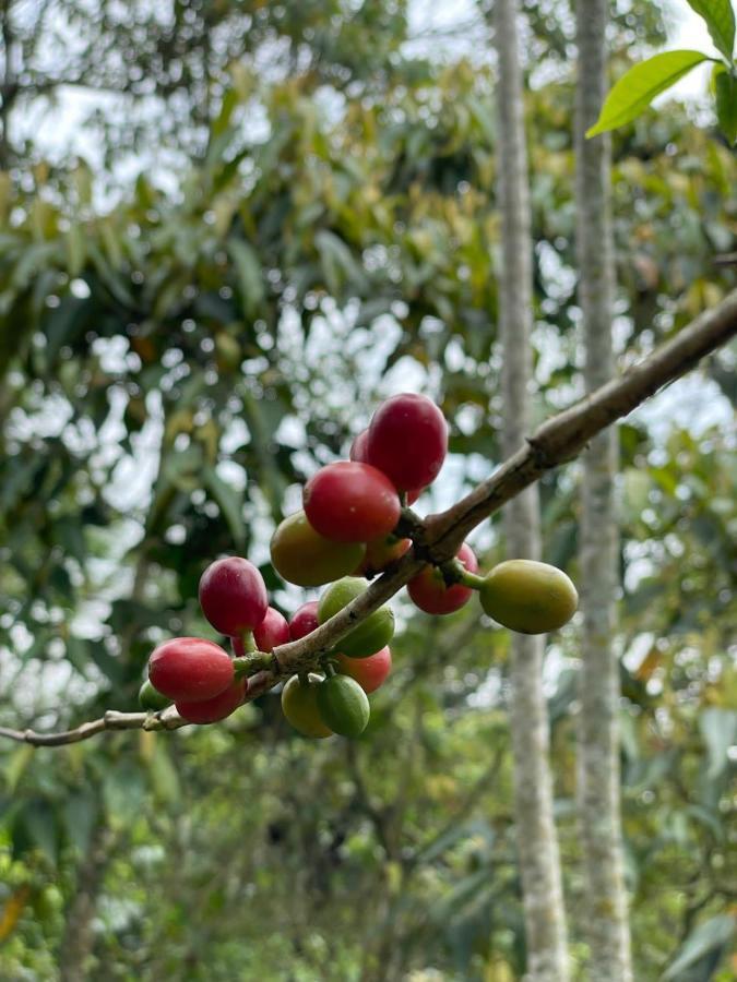 Finca Jardin Del Agua 萨赛马 外观 照片